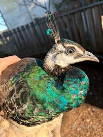 Pavone giovane maschio