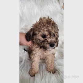 Cucciola Barboncino toy