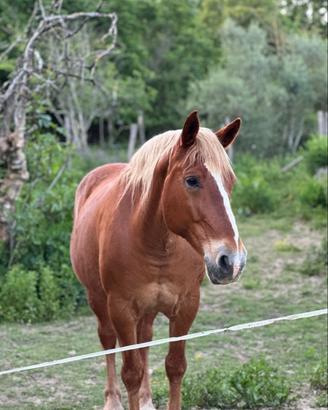 Cavalla per passeggiate