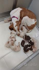 Cuccioli di Bracco italiano
