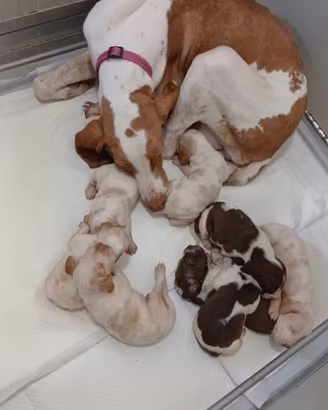 Cuccioli di Bracco italiano