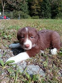 Cuccioli border collie