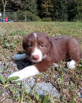 Cuccioli border collie