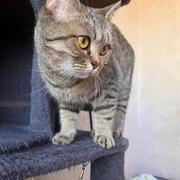 British shorthair pedigree 2 anni sterilizata