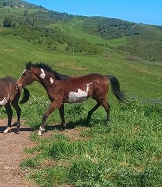 Puledro Paint horse
