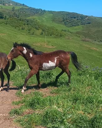 Puledro Paint horse