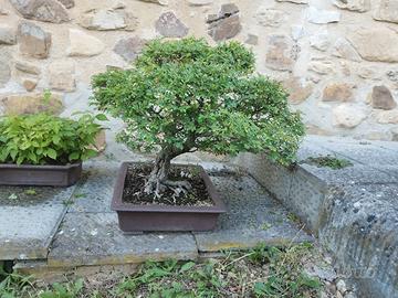 Bonsai ulmus parvifolia 30 anni olmo