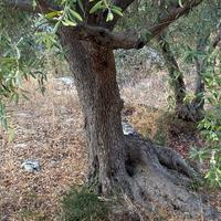16 Alberi di Ulivo Secolari - TUTTO INCLUSO