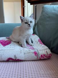 Gattini Scottish/ British