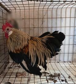 Gallo di olandesina nana