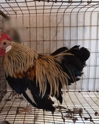 Gallo di olandesina nana