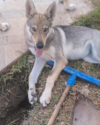 Cucciolo CLC cane lupo cecoslovacco Pedigree ENCI