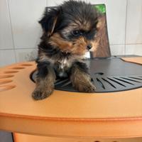 Yorkshire terrier cuccioli