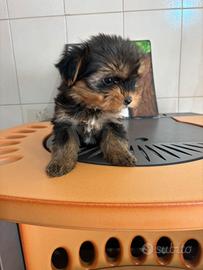 Yorkshire terrier cuccioli