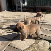 Cuccioli di Malinois- Pastore Belga