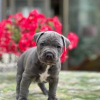 Pitbull