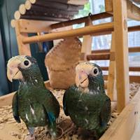 Pappagalli Pionus Senilis e Menstrus DA IMBECCO