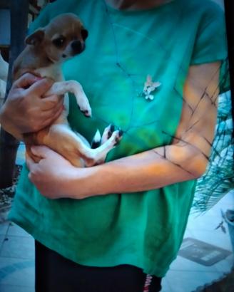 Chihuahua