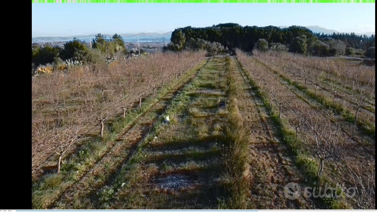 Terreno piantumato. MANDORLETO in produzione - Vista 6
