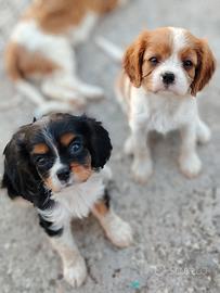 Cavalier King