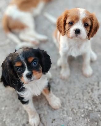 Cavalier King