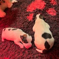 Jack Russell Terrier cuccioli con pedigree ROI