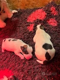 Jack Russell Terrier cuccioli con pedigree ROI
