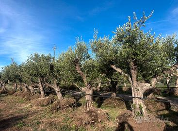 Piante di ulivo