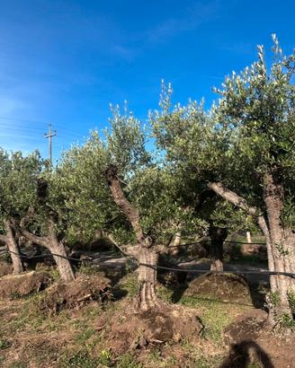 Piante di ulivo