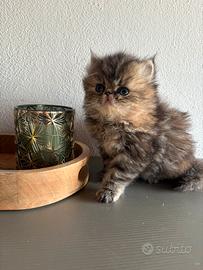Cuccioli da gatti persiani