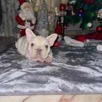 Cucciolo bulldog francese big rope platinum