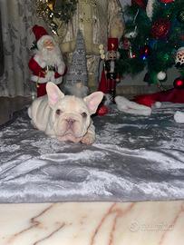 Cucciolo bulldog francese big rope platinum