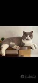 Gatto schottish maschio