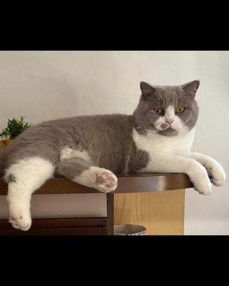 Gatto schottish maschio