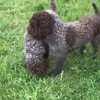 Lagotto romagnolo da tartufi