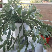 Pianta succulenta - Schlumbergera