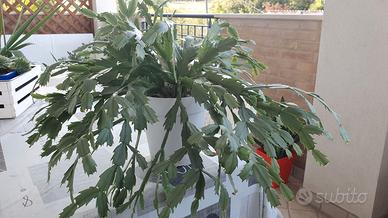 Pianta succulenta - Schlumbergera