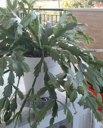 Pianta succulenta - Schlumbergera