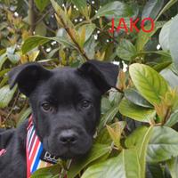 Jako, cucciolo da adottare