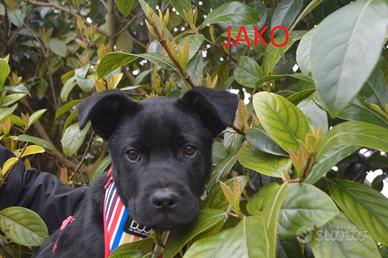 Jako, cucciolo da adottare