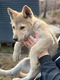 Cuccioli wolfdog