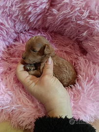 Barboncino Toy con pedigree Enci