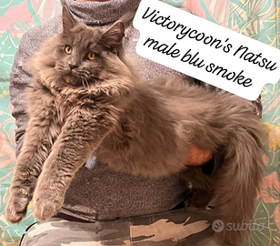 Maine Coon cucciolo blu smoke