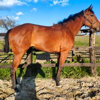 Cavalla Purosangue inglese