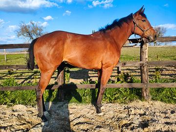 Cavalla Purosangue inglese