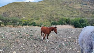 Puledro arabo