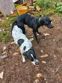 cuccioli pointer