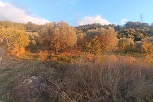 Terreno agricolo