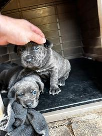 Cane corso