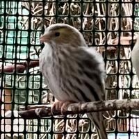 Lucherini Agata , Agata topazio e portatori